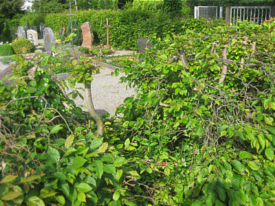 Friedhofshecke 3